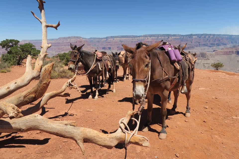 Best Western Grand Canyon _楊燕婷(1)期待已久的Hiking終於在今天達成-5